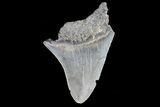 Partial, Fossil Megalodon Tooth #89412-1